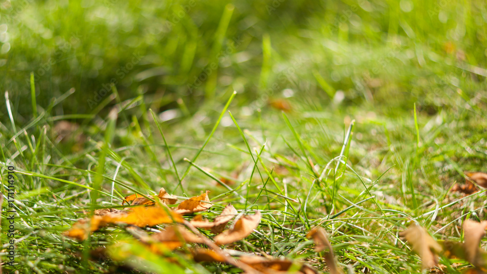 First early autumn yellow leaves on the lawn in the sun First early autumn yellow leaves on the lawn in the sun