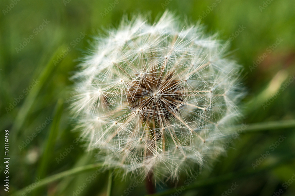 A single dandelion on green background in early fall A single dandelion on green background in early fall