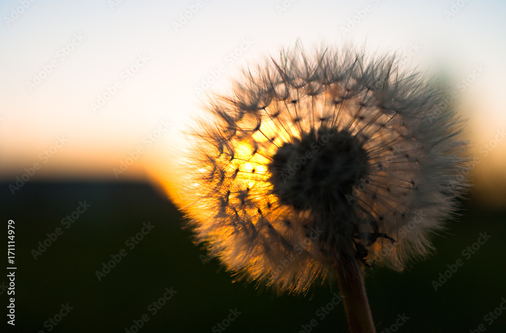 Close-up view of a dandelion, blowball against the sunset on green background in a late summer evening