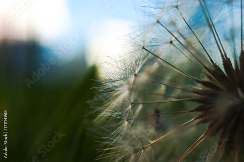 A single dandelion on green and blue background in early fall