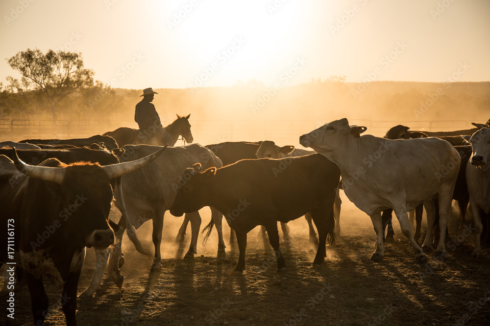 Fototapeta mustering, Kimberley, Western Australia