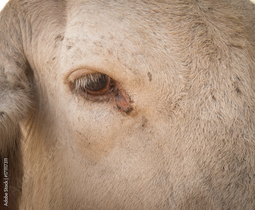 close up of a cow during Yard work and mustering