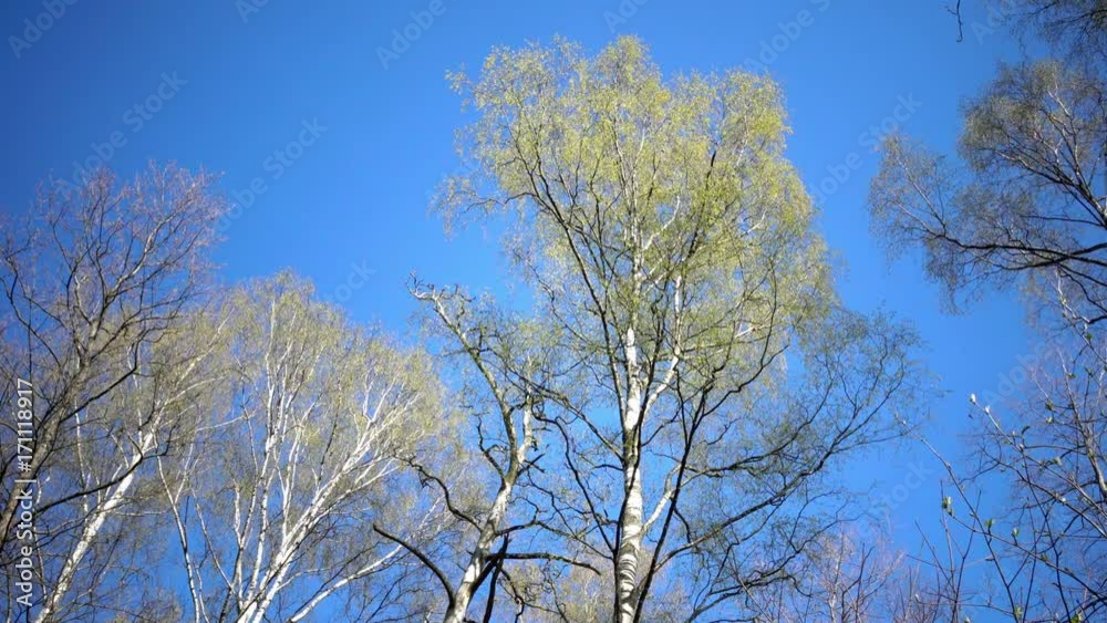 Tops of birches with young spring leaves against the background of the blue sky in sunny day Tops of birches with young spring leaves against the background of the blue sky in sunny day