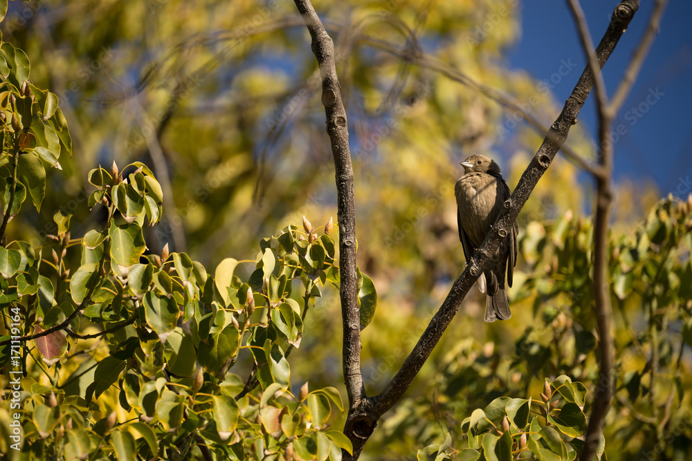 Fototapeta premium Cowbird Perched in Tree