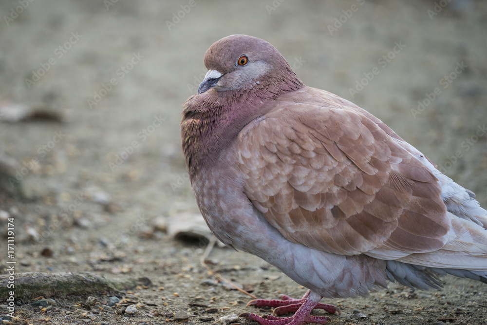 Fototapeta premium Red Feral Rock Pigeon