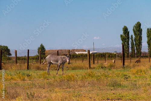 Plains zebra  Equus quagga 