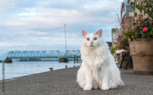 Cuadro en lienzo Junior the Turkish Van Cat further