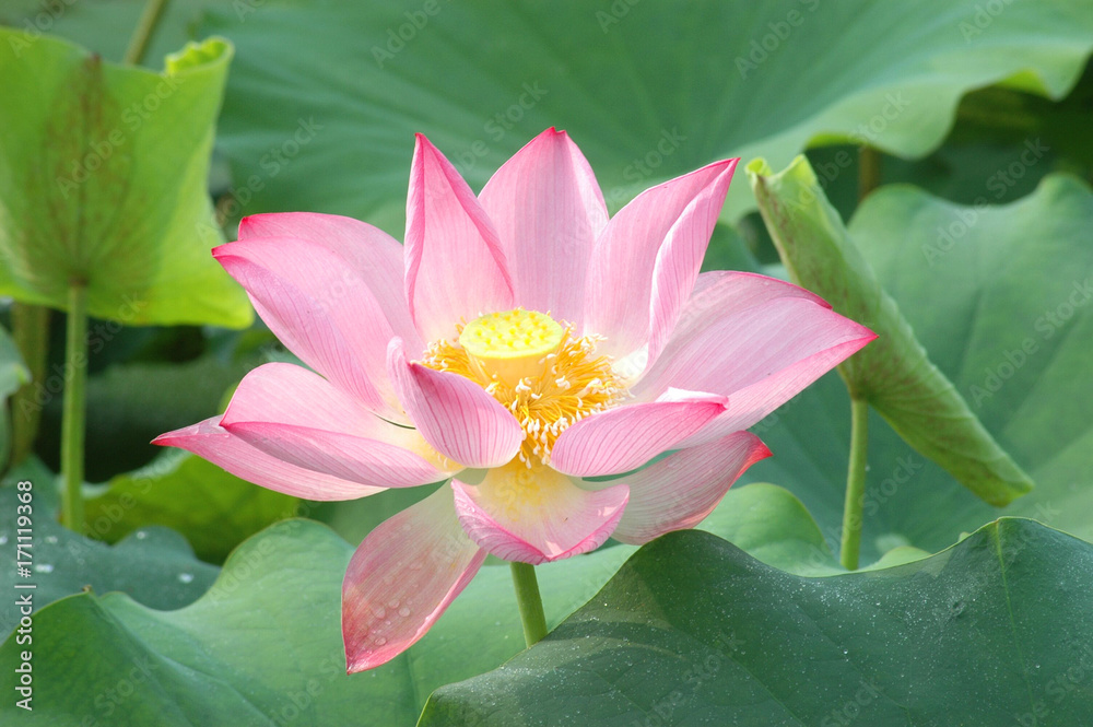 blooming lotus flower in summer pond with green leaves as background blooming lotus flower in summer pond with green leaves as background