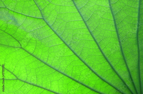 close up of detail of lotus flower leaf texture