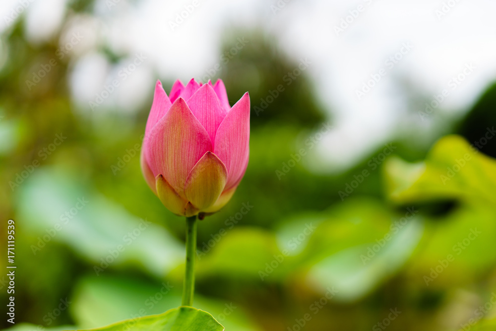 Beautiful pink lotus ready to bloom