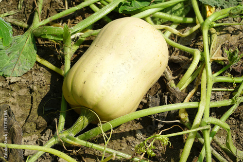 ripe butternut squash in the field during harvest season