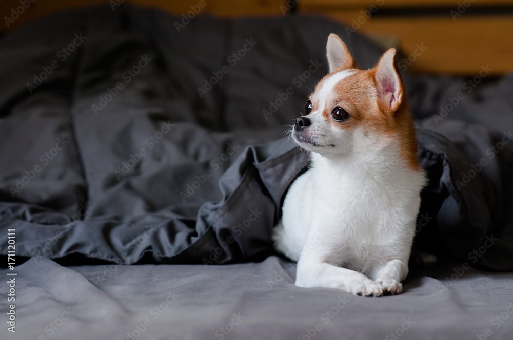 Cute Chihuahua dog under blanket in bed