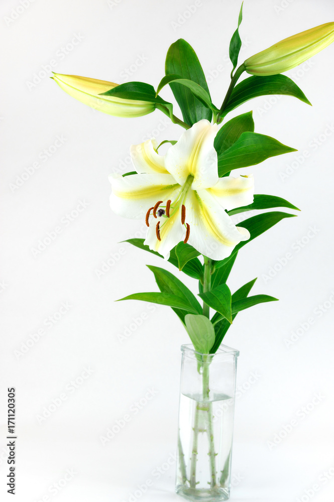  fresh lily in the glass vase isolated on white background
