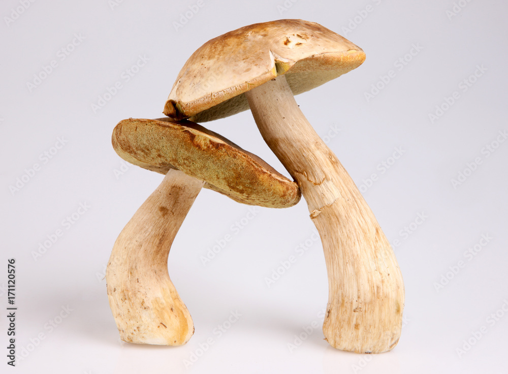 Forest mushrooms Forest mushrooms