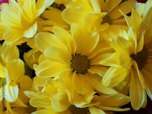 Background of yellow chrysanthemum flowers close-up. Macro photo.