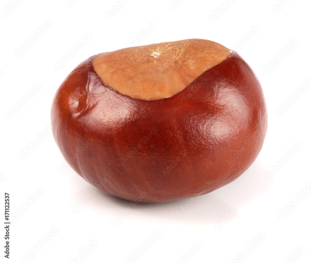 chestnut isolated on white background closeup chestnut isolated on white background closeup