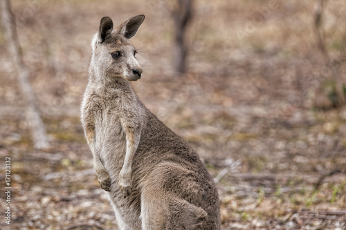 Eastern Grey Kangaroo (Macropus giganteus) photo