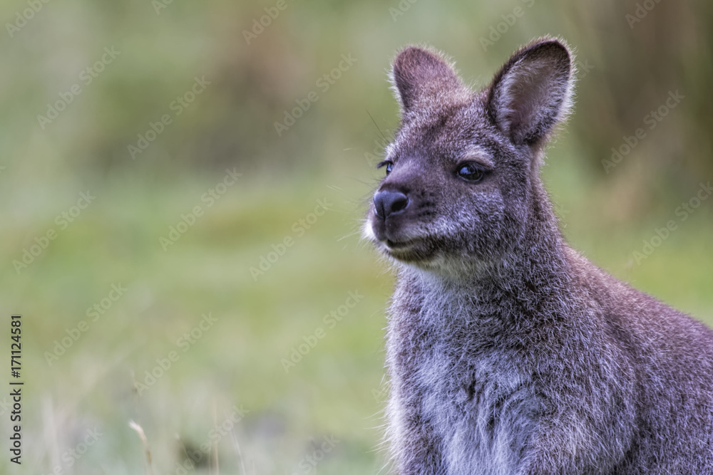 Bennet's Wallaby (Macropus rufogriseus)