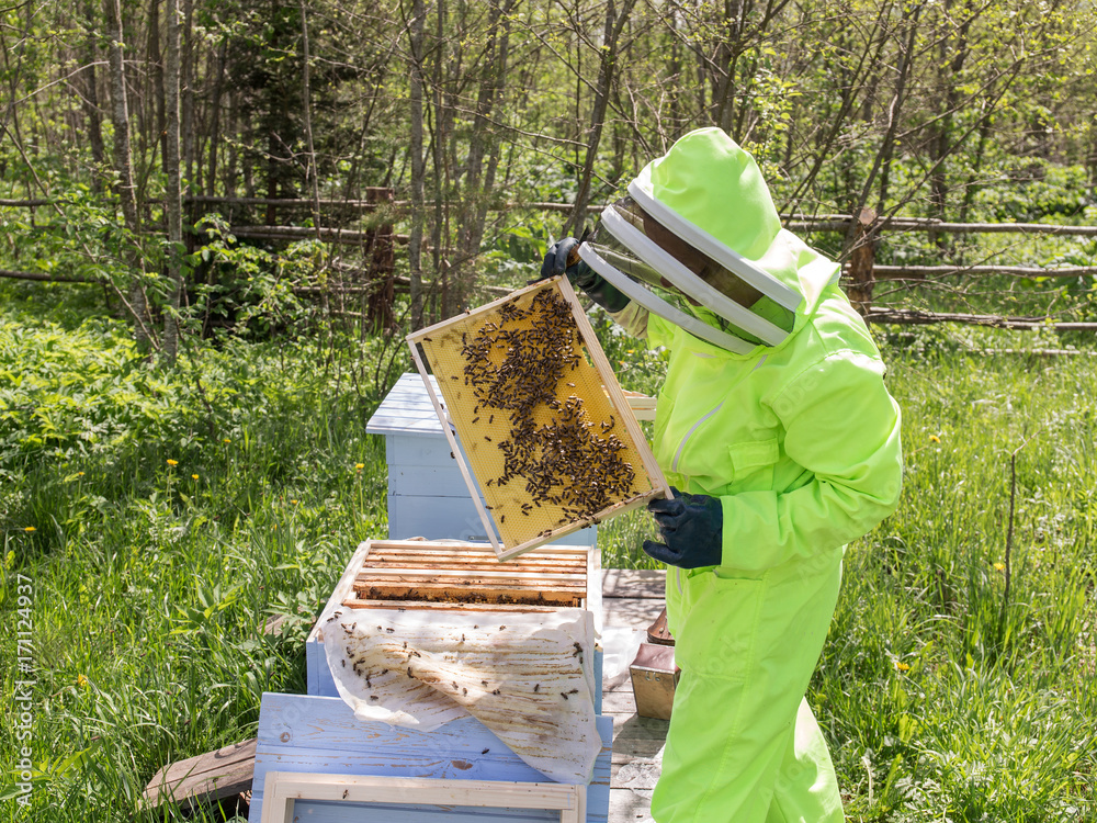 bee-keeper takes out honeycombs bee-keeper takes out honeycombs