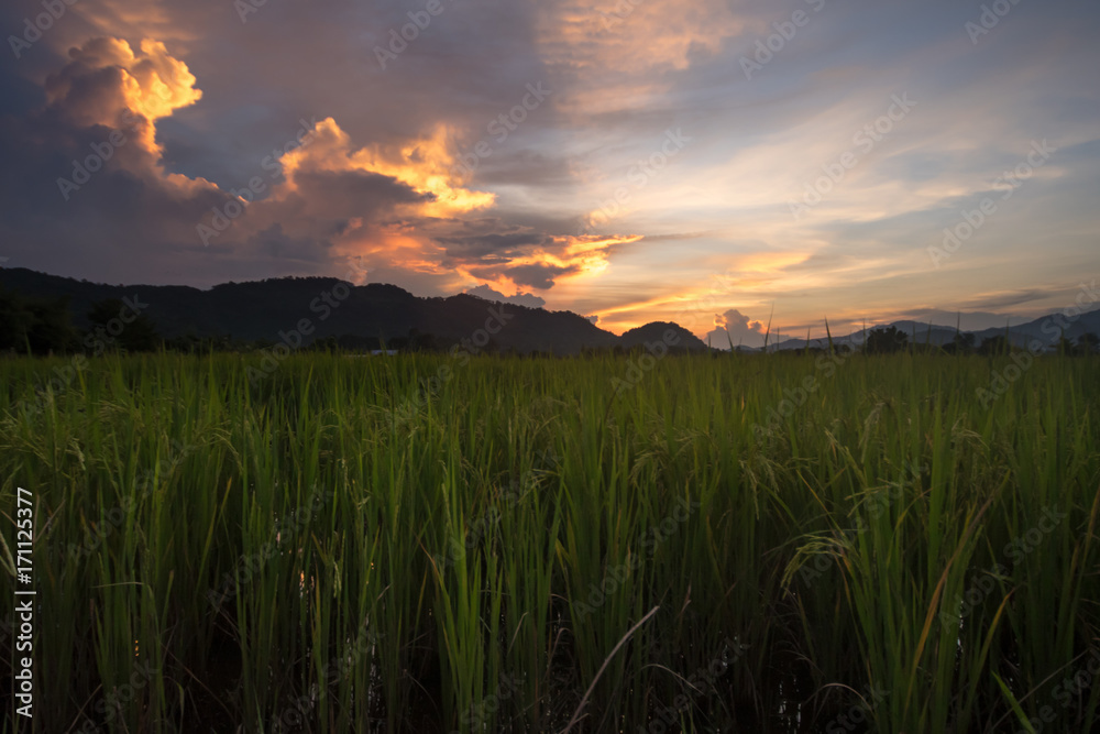 Paddy field with twilight sky. Paddy field with twilight sky.