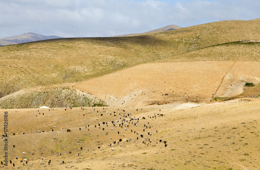 Ziegenhaltung auf Fuerteventura
