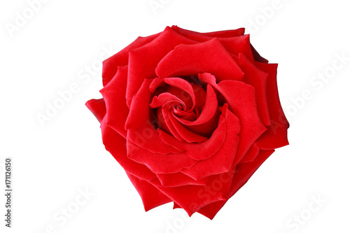 Fototapeta Naklejka Na Ścianę i Meble -  Big red rose isolated on white background
