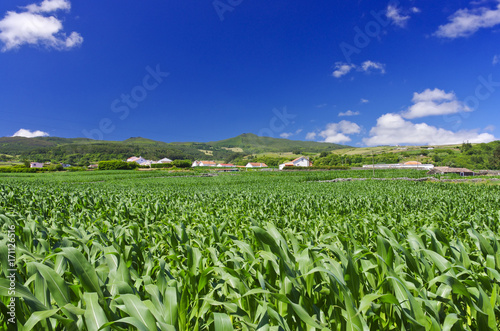 Green cornfield Terceira near Agualva. Azores. Portugal. Horizontal