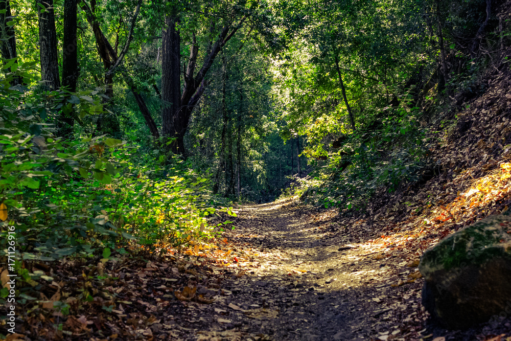 Obraz premium Forest Path