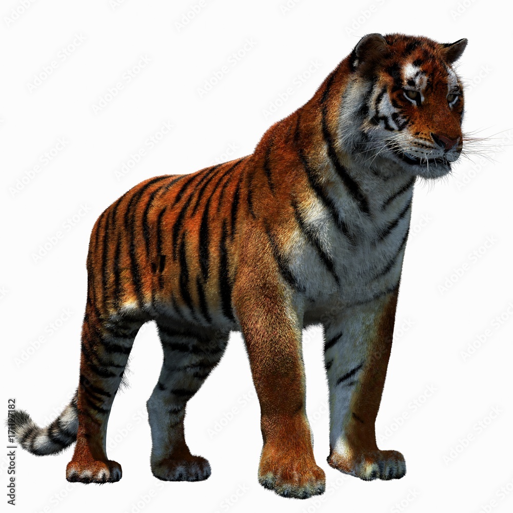 Obraz premium Tiger Amur (3D)