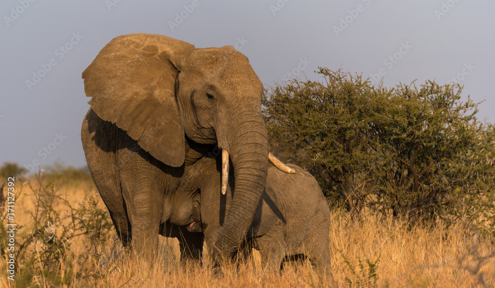 Fototapeta premium Elephant calf drinking milk from mother in Africa