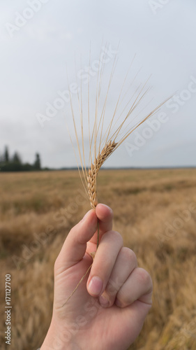 rye seed in hand
