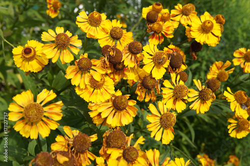 Gelenium Helenium brassingham gold many yellow flowers with green photo