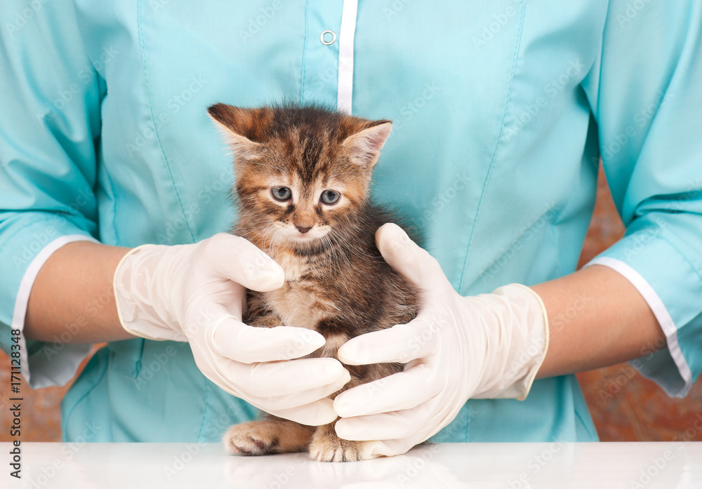 Cute little kitten Cute little kitten
