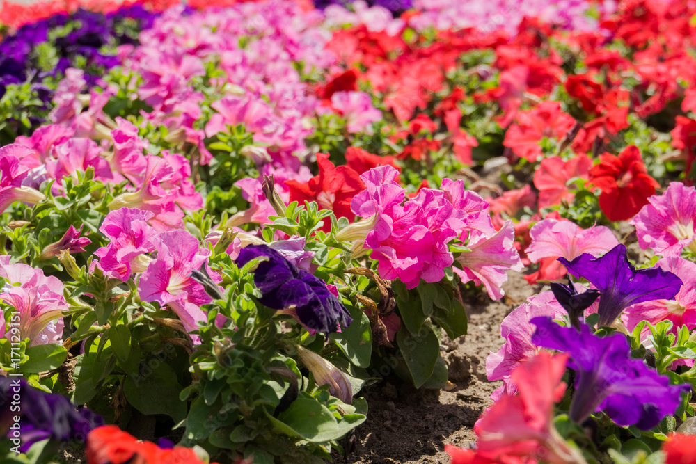 Colorful Petunia Flowers