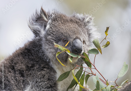 Koala (Phascolarctos cinereus)