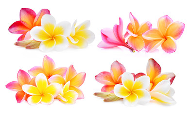 set of white and pink frangipani (plumeria) flower isolated on white background