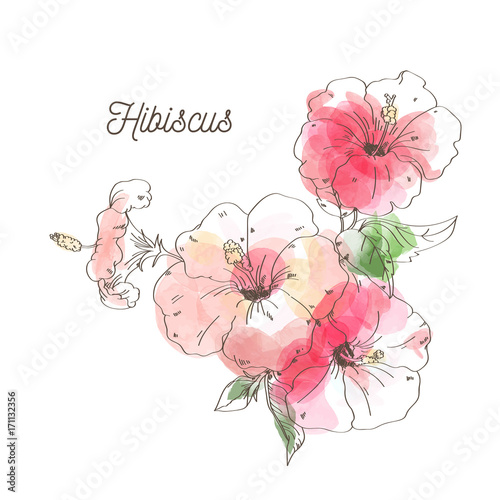 Luxury hibiscus flower on white background