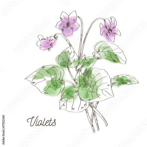 Beautiful violets for bouquet on white background
