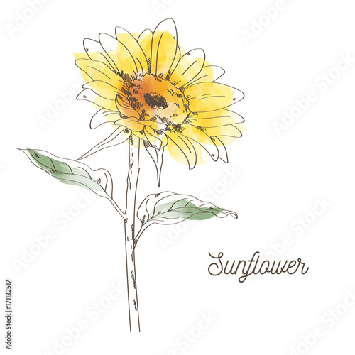 Yellow sunflower illustration design on white background