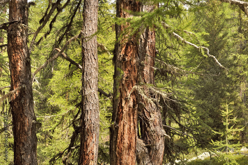 troncs de mélèzes en forêt