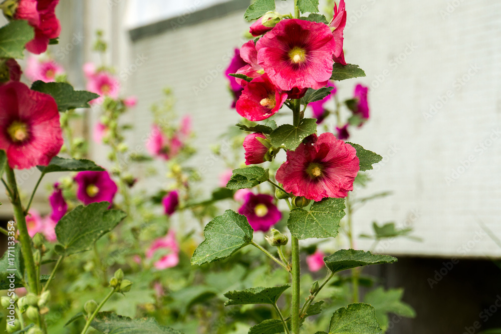 Red Mallow Flowers