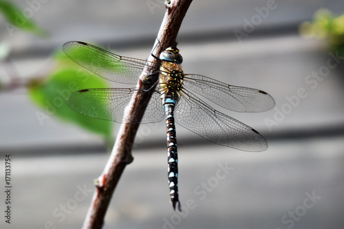 Macro close up of blue hawker dragonfly with detailed wing pattern and blurred soft focus background