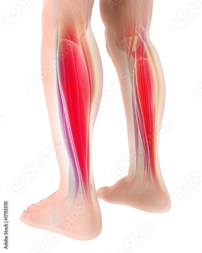 3D illustration of gastrocnemius, Part of Legs Muscle Anatomy