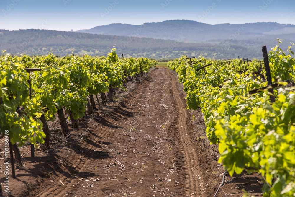 Obraz premium Vineyard