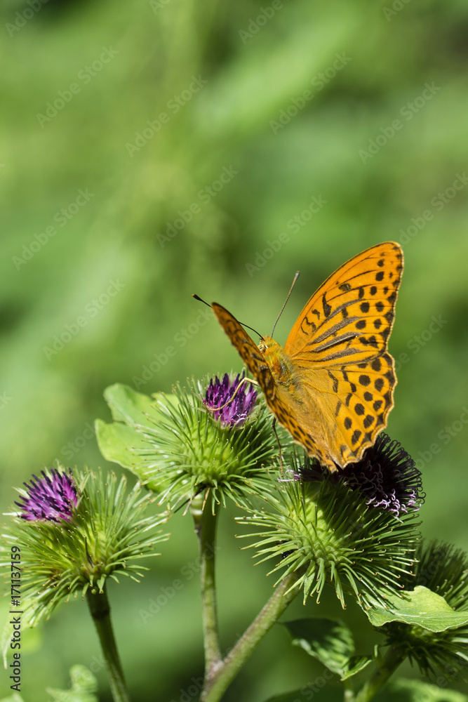 Argynnis paphia - Butterfly silver pearl butterfly. Argynnis paphia - Butterfly silver pearl butterfly.