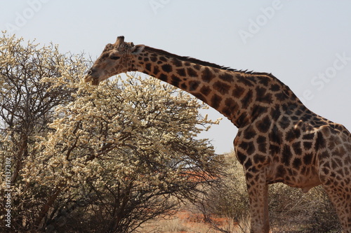 namibie