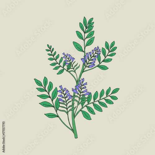 Pretty botanical drawing of blooming licorice plant with inflorescences and l...