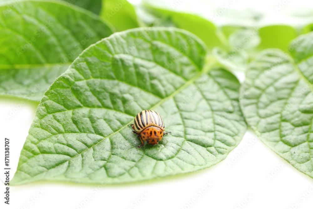 Fototapeta premium Colorado beetle and plant on white background