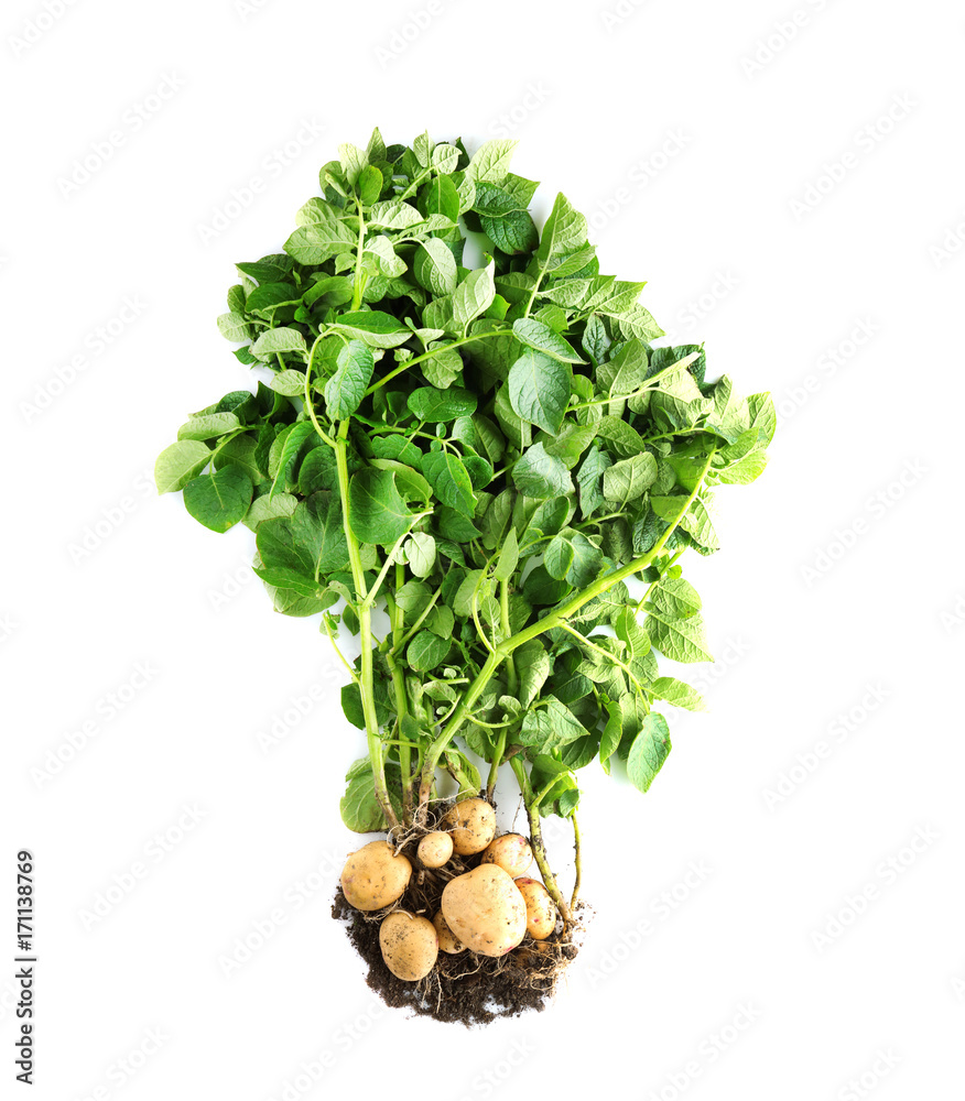 Potato plant with tubers on white background Stock Foto   Adobe Stock