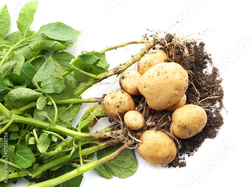 Potato plant with tubers on white background